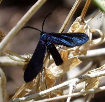 Western Grapeleaf Skeletonizer - Pestipedia