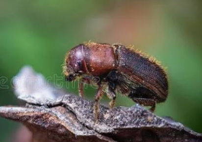 Western Pine Beetle - Pestipedia