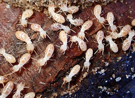 Western Subterranean Termites - Pestipedia