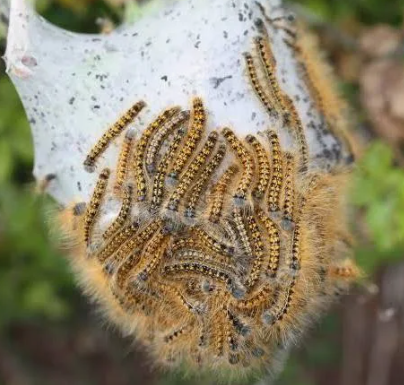 Western Tent Caterpillar - Pestipedia