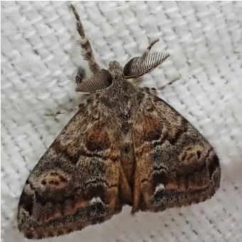 Western Tussock Moth - Pestipedia