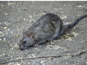Wharf Rats - Pestipedia