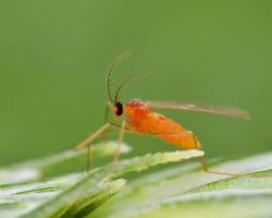 Wheat Midge - Pestipedia