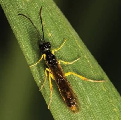 Wheat Stem Sawfly - Pestipedia