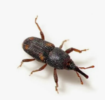 Wheat Weevil - Pestipedia