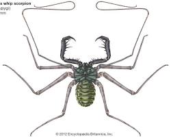 Whipscorpion - Pestipedia