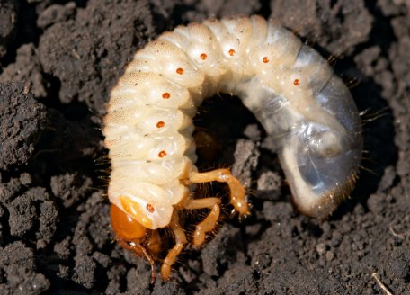 White Grubs - Pestipedia