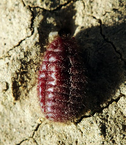 White Margarodid Scale - Pestipedia