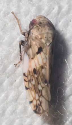 White-banded Leafhopper - Pestipedia
