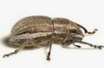 White-fringed Beetle - Pestipedia