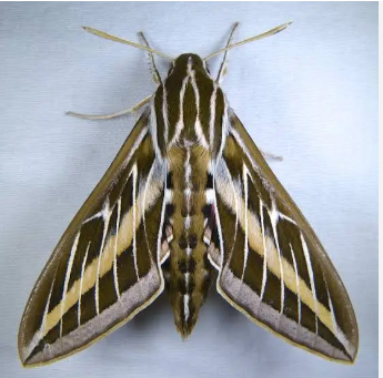 White-lined Sphinx Moth - Pestipedia