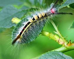 White-marked Tussock Moths - Pestipedia