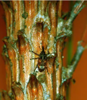 White-pine Weevil - Pestipedia