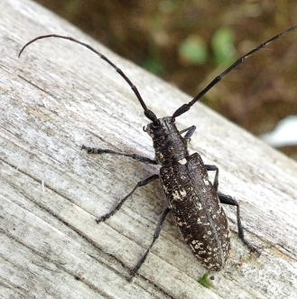 White-spotted Sawyer - Pestipedia