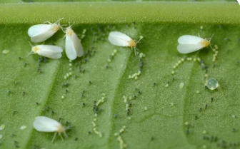 Whiteflies - Pestipedia