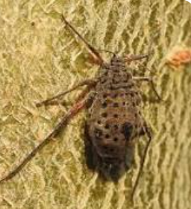 Willow Aphid - Pestipedia