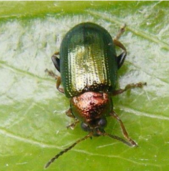 Willow Flea Beetle - Pestipedia