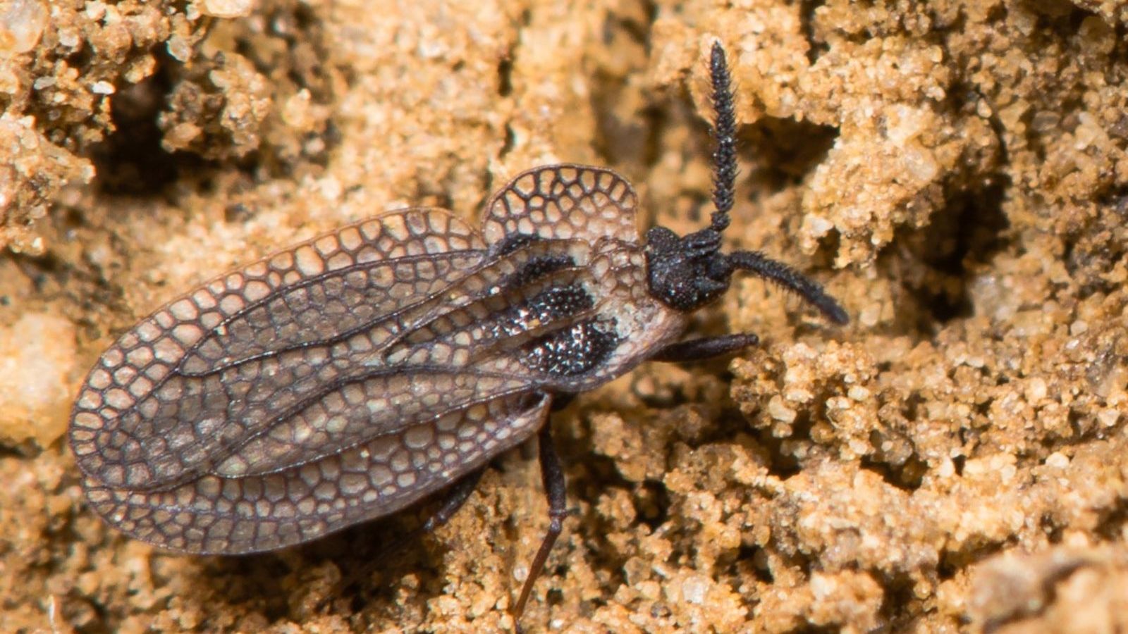 Willow Lace Bug - Pestipedia