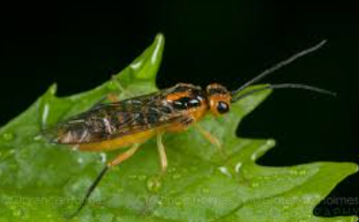 Willow Shoot Sawfly - Pestipedia