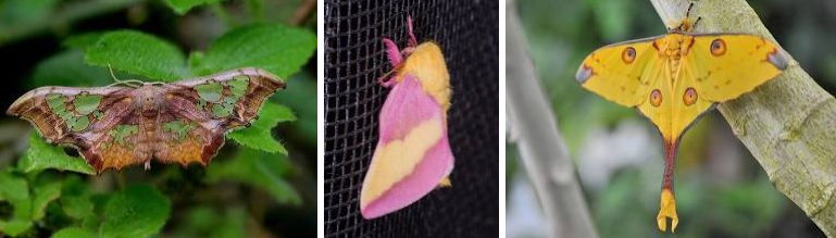 Window Moths - Pestipedia