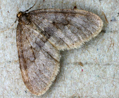 Winter Moth - Pestipedia