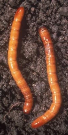 Wireworms - Pestipedia