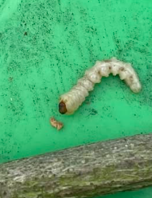 Wisteria Borers - Pestipedia