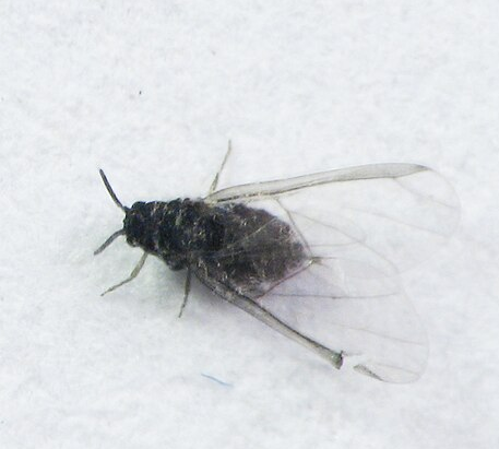Witch Hazel Gall Aphid - Pestipedia