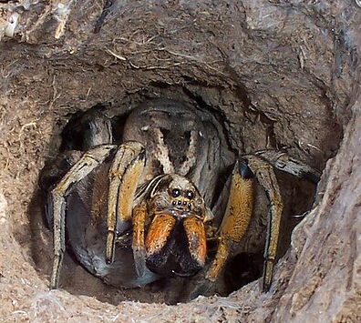 Wolf Spiders - Pestipedia