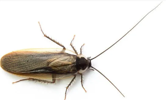 Wood Cockroach - Pestipedia