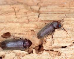 Wood-boring Beetles - Pestipedia
