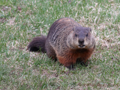 Woodchuck - Pestipedia