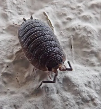 Woodlice - Pestipedia