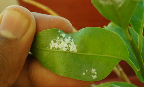 Woolly Aphids - Pestipedia