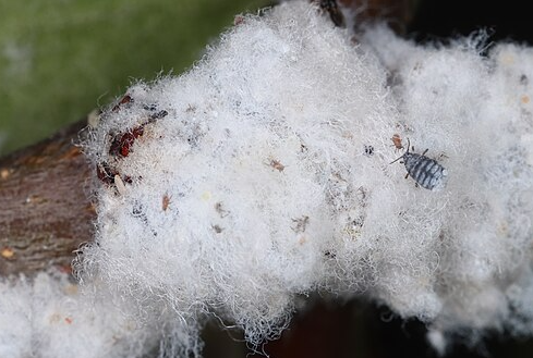 Woolly Apple Aphid - Pestipedia