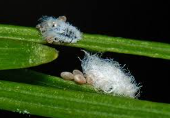 Woolly Larch Adelgid - Pestipedia