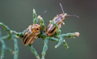 Xanthium Leaf Beetles - Pestipedia