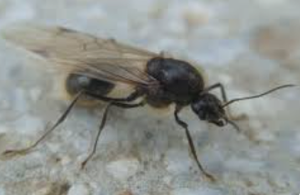 Xanthium Gall Flies - Pestipedia