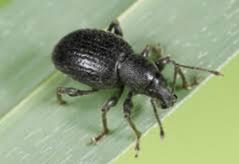 Xanthium Root Weevils - Pestipedia