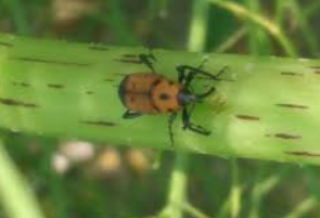 Xanthium Seed Weevils - Pestipedia