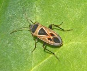 Xanthocoris Predatory Bugs - Pestipedia