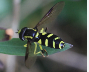 Xanthogramma Hoverflies - Pestipedia