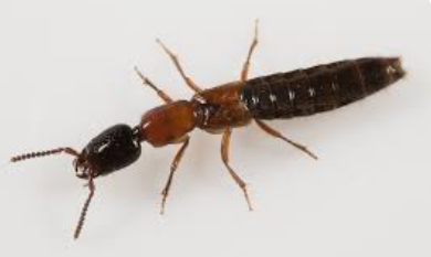 Xantholinus Rove Beetles - Pestipedia