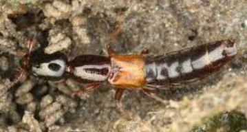 Xantholinus Soil Beetles - Pestipedia
