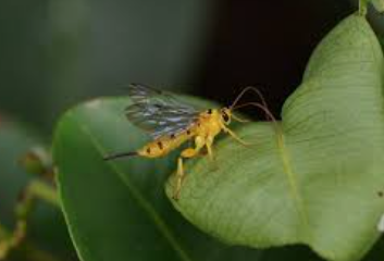 Xanthopimpla Parasitic Wasp - Pestipedia