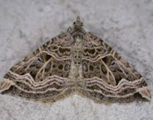 Xanthorhoe Moths - Pestipedia