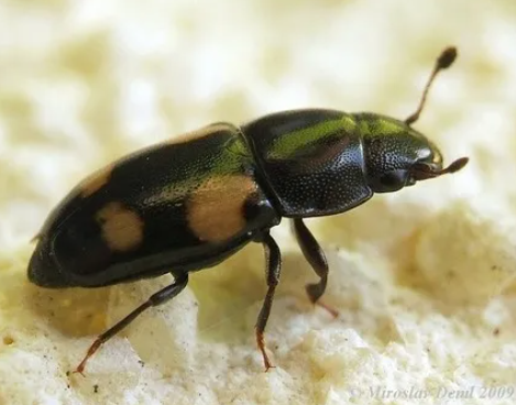 Xanthosia Sap Beetles - Pestipedia