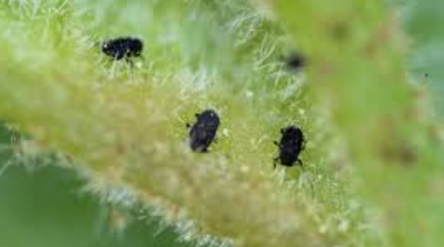 Xanthostemon Gall Insects - Pestipedia