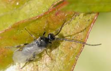 Xanthostigma Aphids - Pestipedia