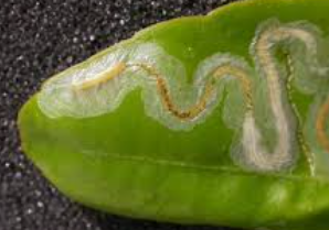 Xanthotype Leaf Miners - Pestipedia